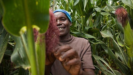Mit effizientem Maisanbau den Hunger bekämpfen